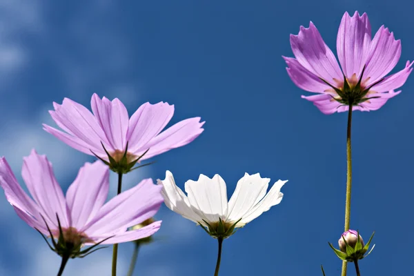 Fiore vegetale — Foto Stock