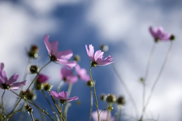 Fiore vegetale — Foto Stock