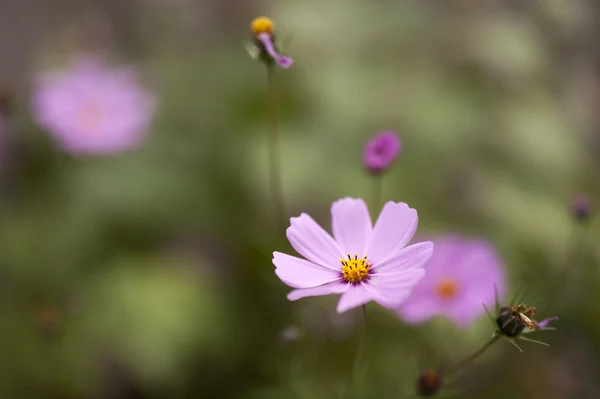 Flor vegetal — Fotografia de Stock