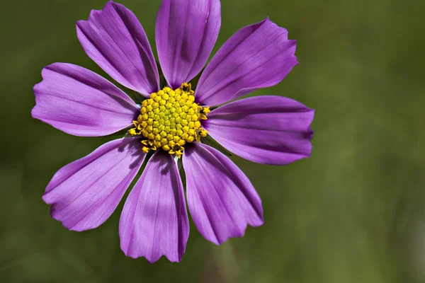 Växt blomma — Stockfoto