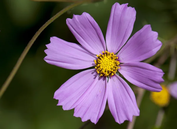 Växt blomma — Stockfoto