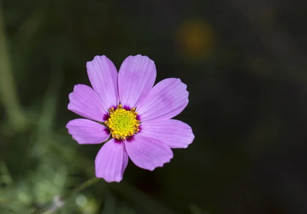 식물 꽃 — 스톡 사진