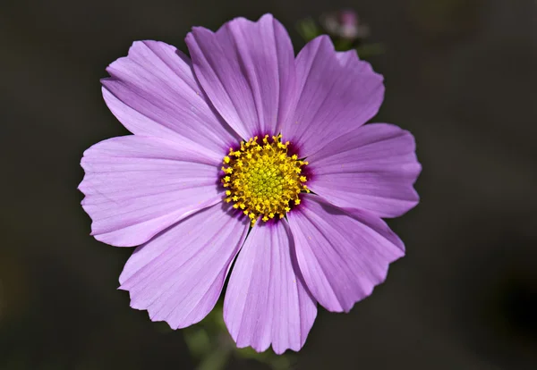 Fiore vegetale — Foto Stock