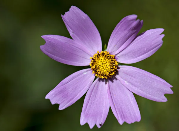 Flor vegetal — Fotografia de Stock