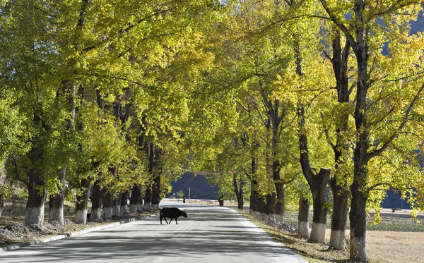 Landscape — Stock Photo, Image