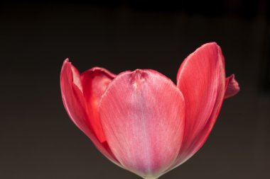 şirin kır çiçekleri