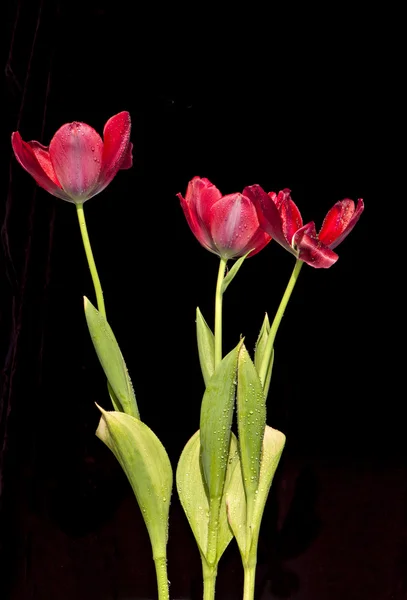 かわいい野生の花 — ストック写真