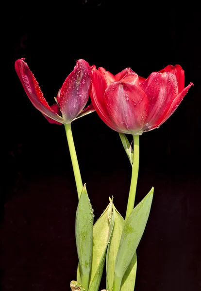 かわいい野生の花 — ストック写真