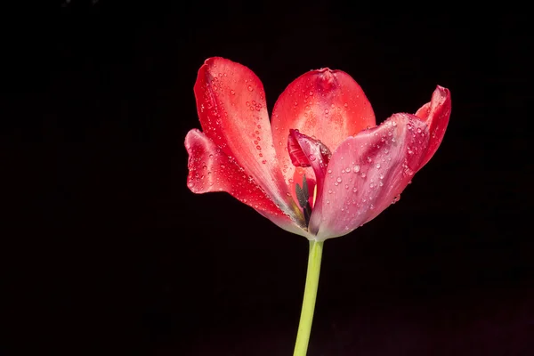 Carino fiori selvatici — Foto Stock