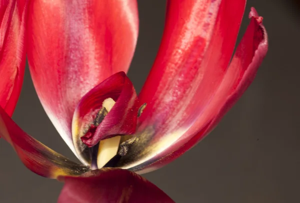 Carino fiori selvatici — Foto Stock