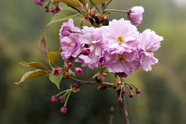 Söta vilda blommor — Stockfoto