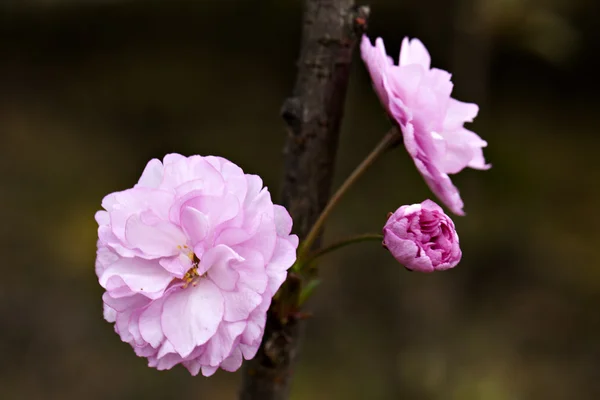 Carino fiori selvatici — Foto Stock