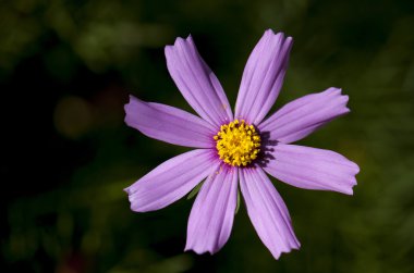 sevimli vahşi bitkiler