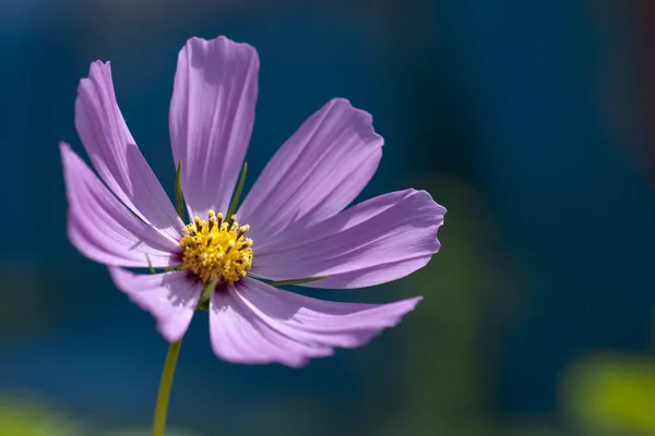 Las lindas plantas silvestres — Foto de Stock