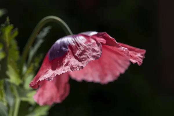 Planta — Foto de Stock