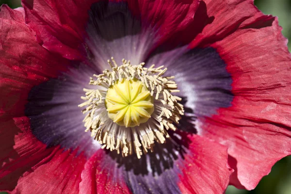 Plant — Stock Photo, Image