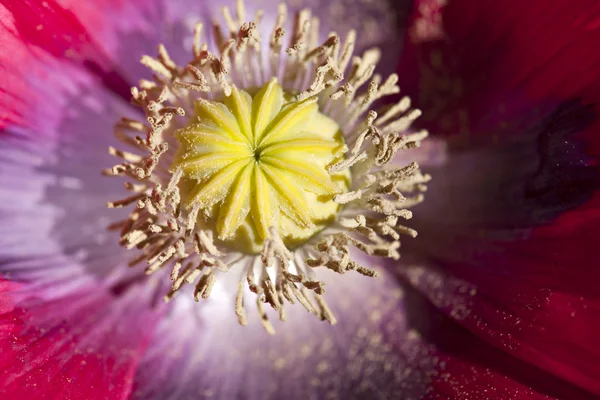 Plant — Stock Photo, Image