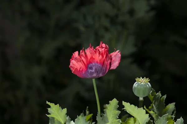 Planta — Foto de Stock