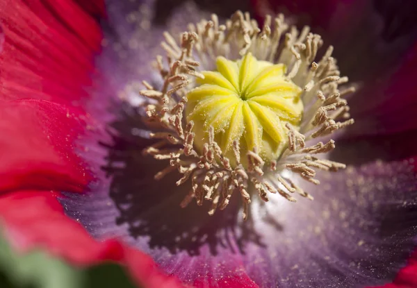 Color flor de amapola de opio —  Fotos de Stock