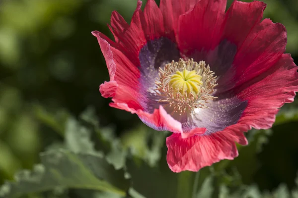 Plant — Stock Photo, Image