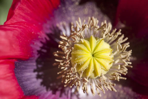 Plant — Stock Photo, Image