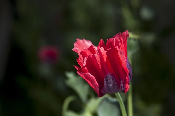 Planta — Foto de Stock