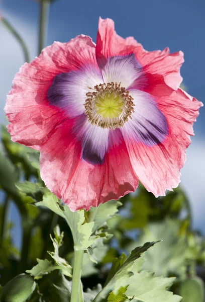 Plant — Stock Photo, Image