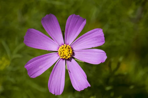 Le simpatiche piante selvatiche — Foto Stock