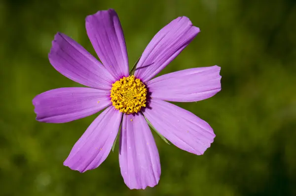 Les plantes sauvages mignonnes — Photo