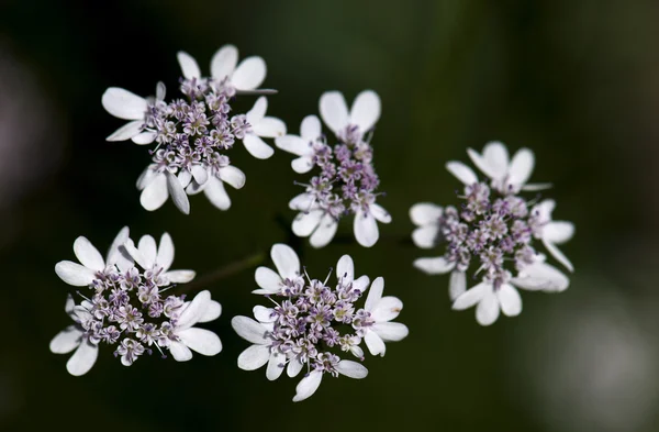 Милые дикие цветы — стоковое фото