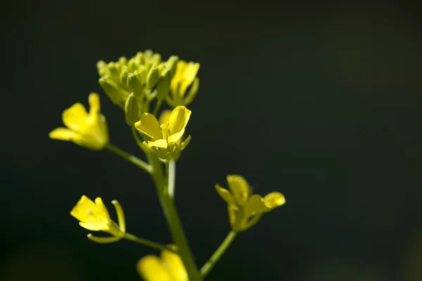 Fleurs sauvages mignonnes — Photo