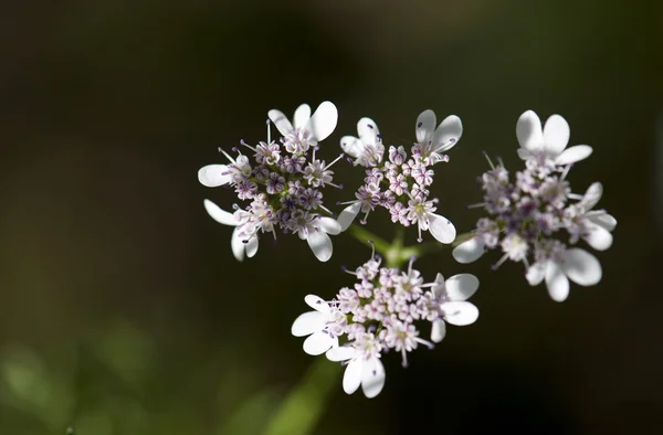 Милые дикие цветы — стоковое фото