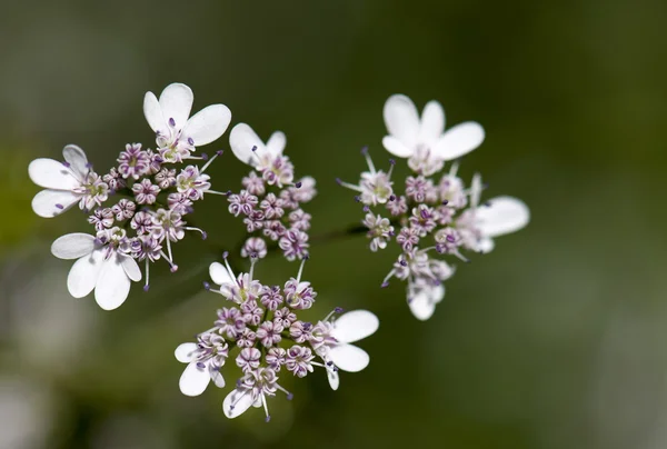 Flores selvagens bonitos — Fotografia de Stock