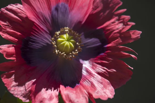 Plant — Stock Photo, Image