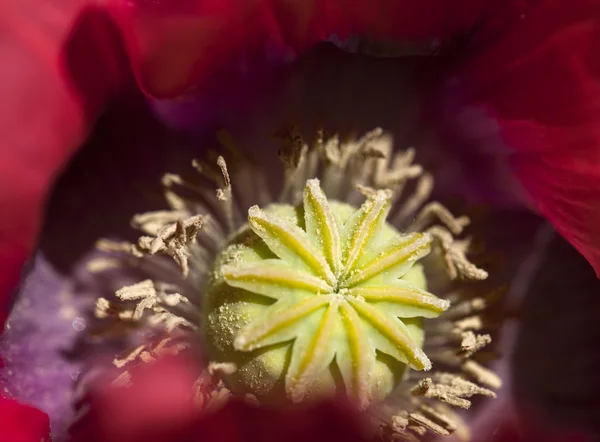 Plant — Stock Photo, Image