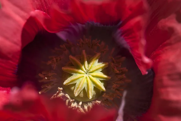 Planta — Foto de Stock