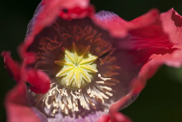 Planta — Foto de Stock