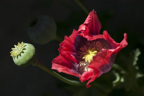 Planta — Foto de Stock