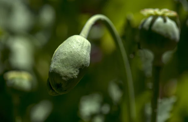 植物 — 图库照片