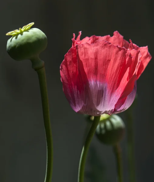 Planta — Foto de Stock