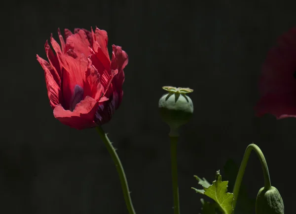 Planta — Foto de Stock