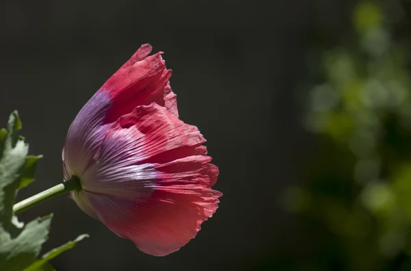 Planta — Foto de Stock