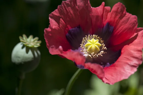 Plant — Stock Photo, Image