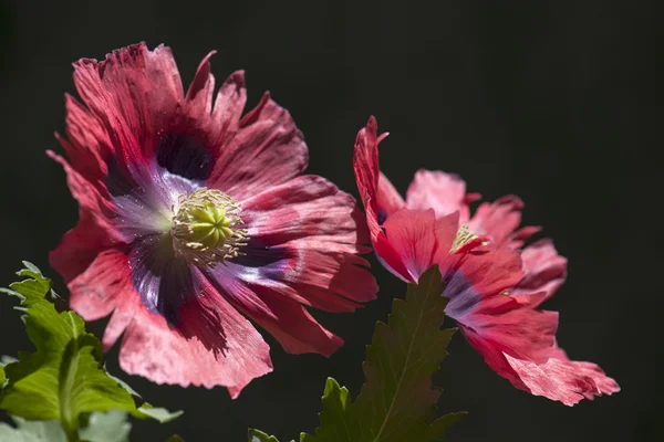 Plant — Stock Photo, Image