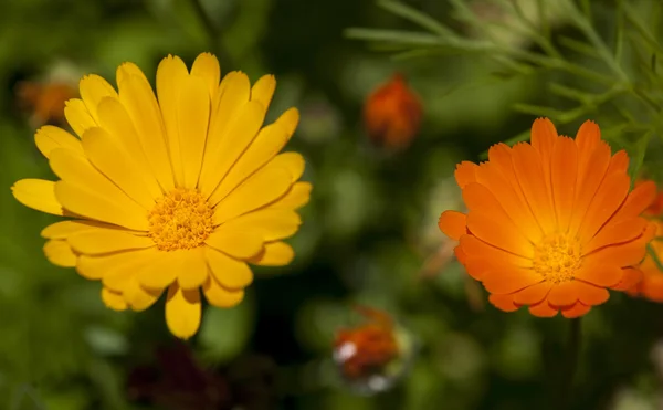 Las lindas plantas silvestres — Foto de Stock