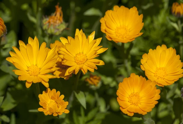 Les plantes sauvages mignonnes — Photo