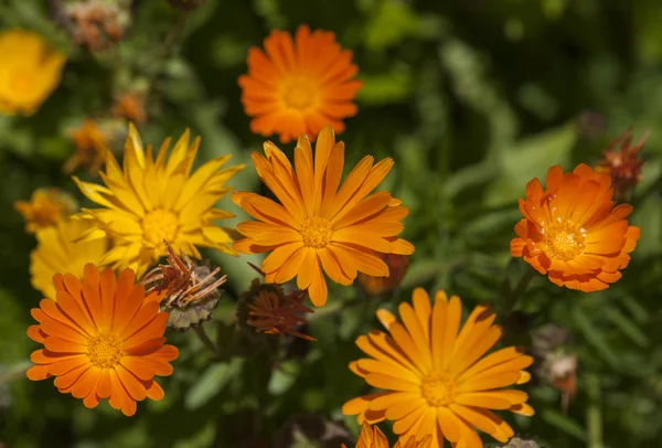 Les plantes sauvages mignonnes — Photo