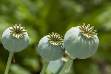 color opium poppy heads clipart