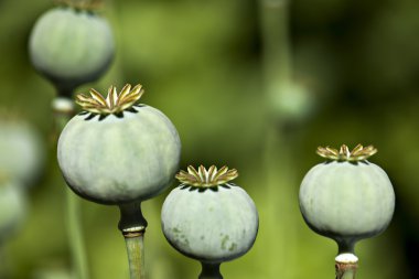 color opium poppy heads