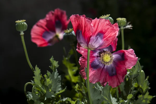 Color opium poppy flower — Stock Photo, Image